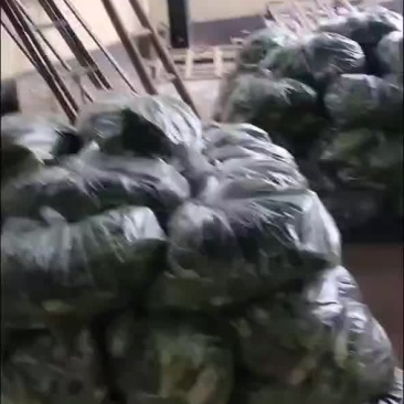 全国代收代发筐装，袋装精品叶菜。保证质量诚信至上。