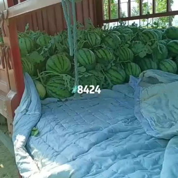 8424西瓜