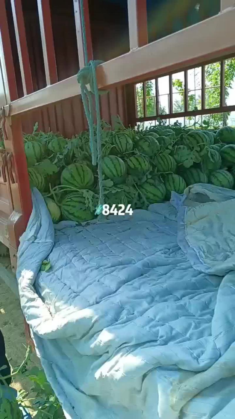 8424西瓜