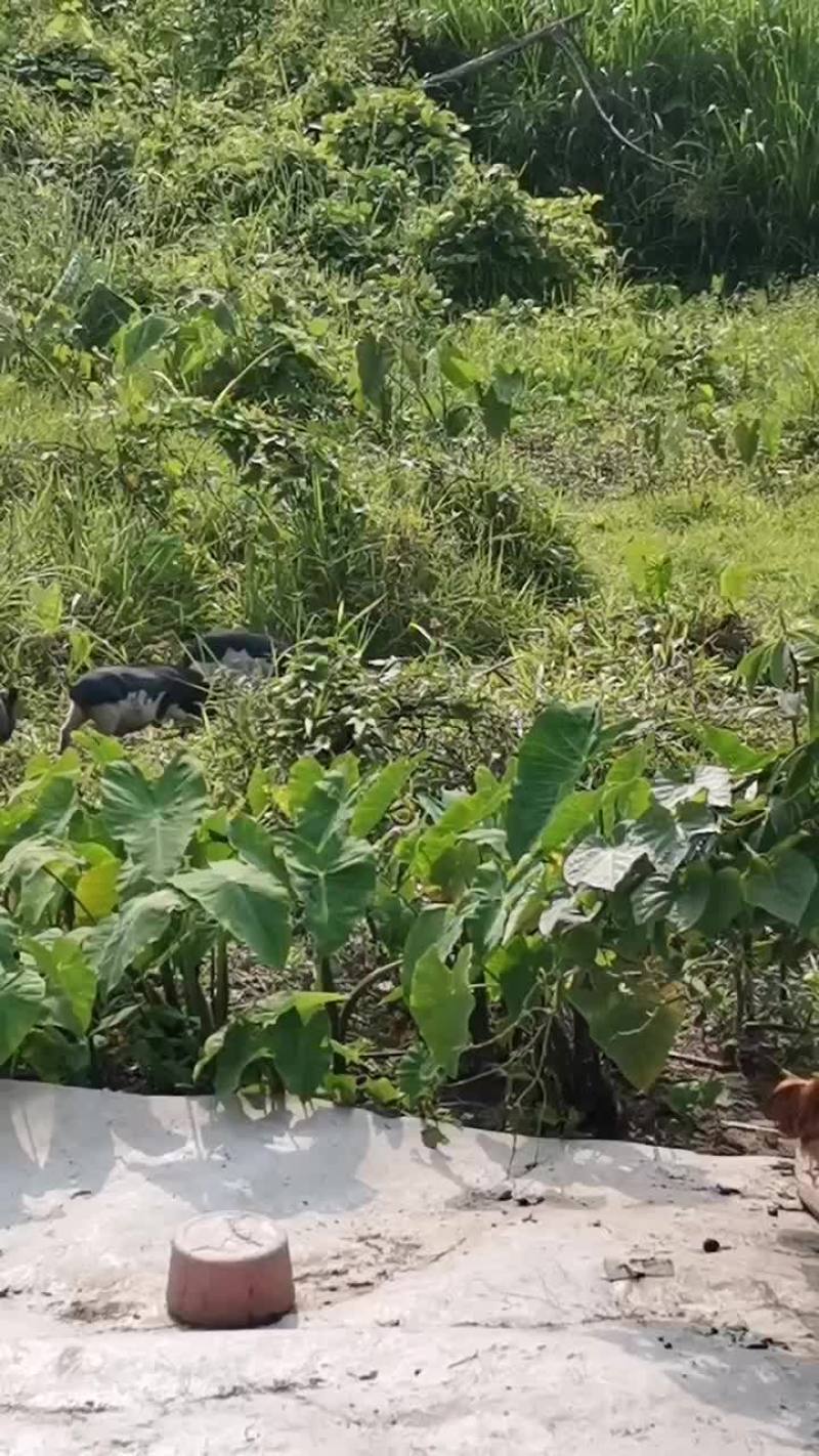 海南白沙放养五脚猪