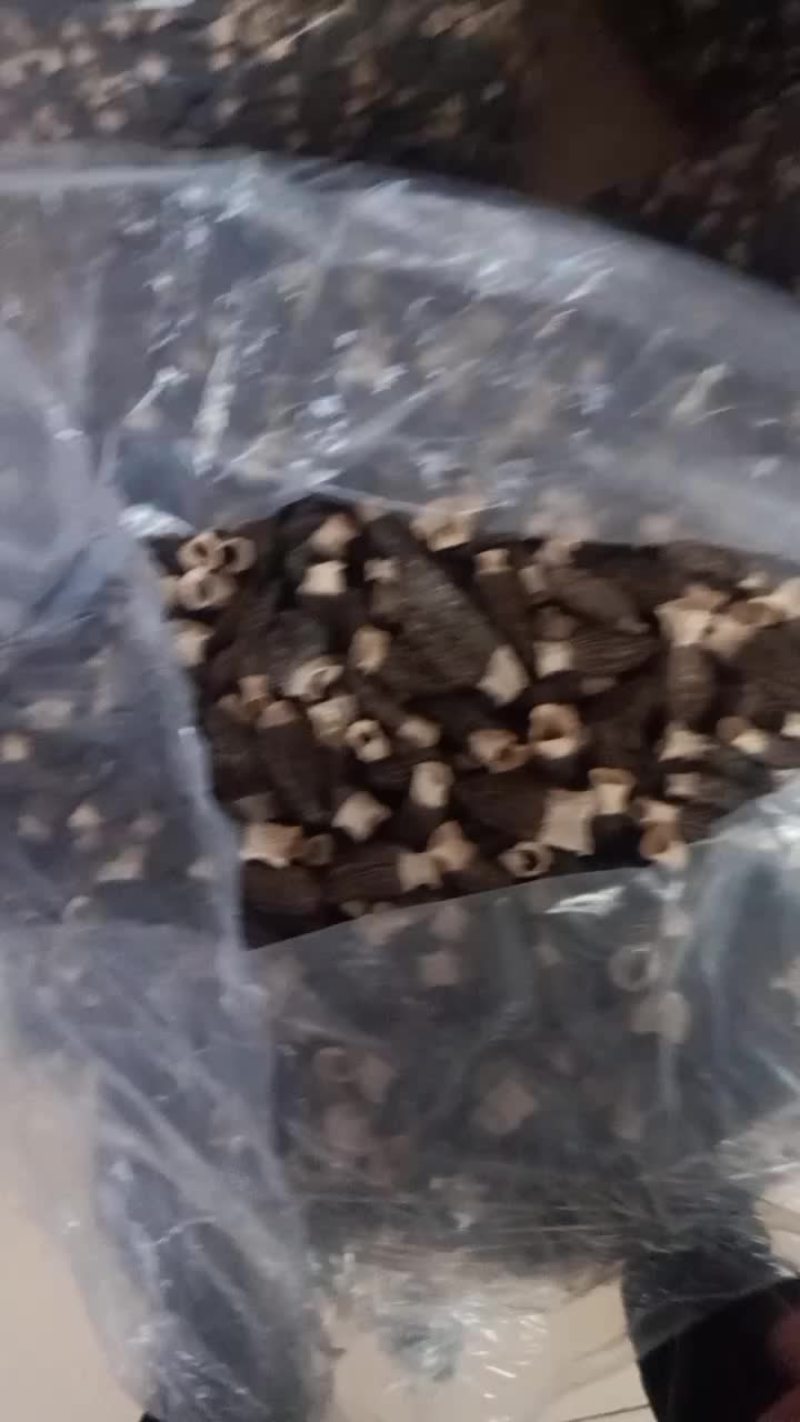 羊肚菌