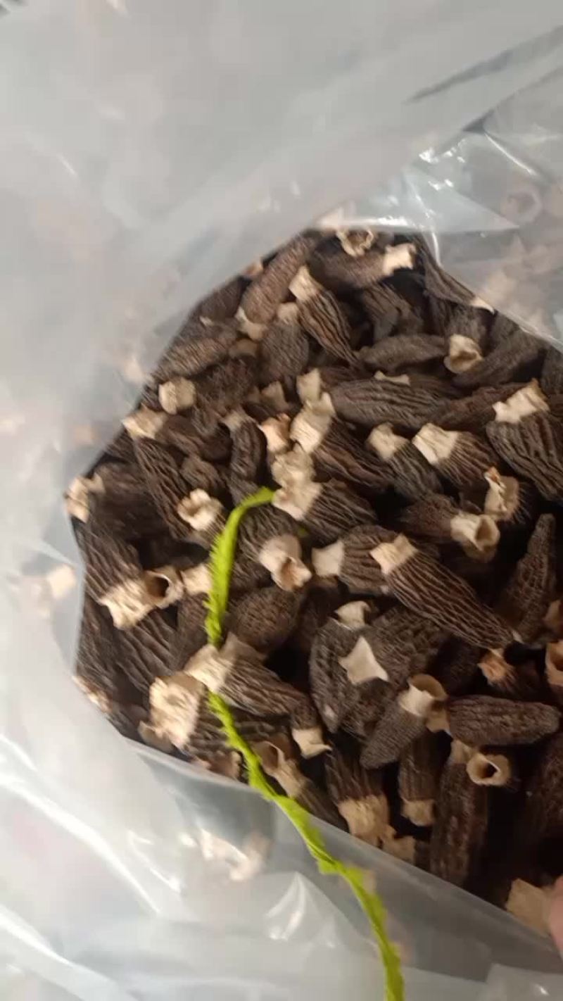 羊肚菌
