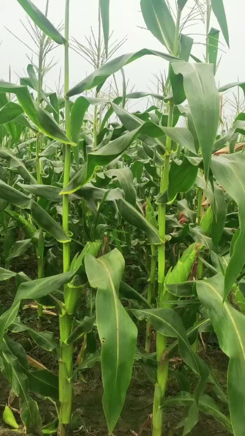 广西横州市玉米大量上市，有黄甜、白糯、花糯，大量供货