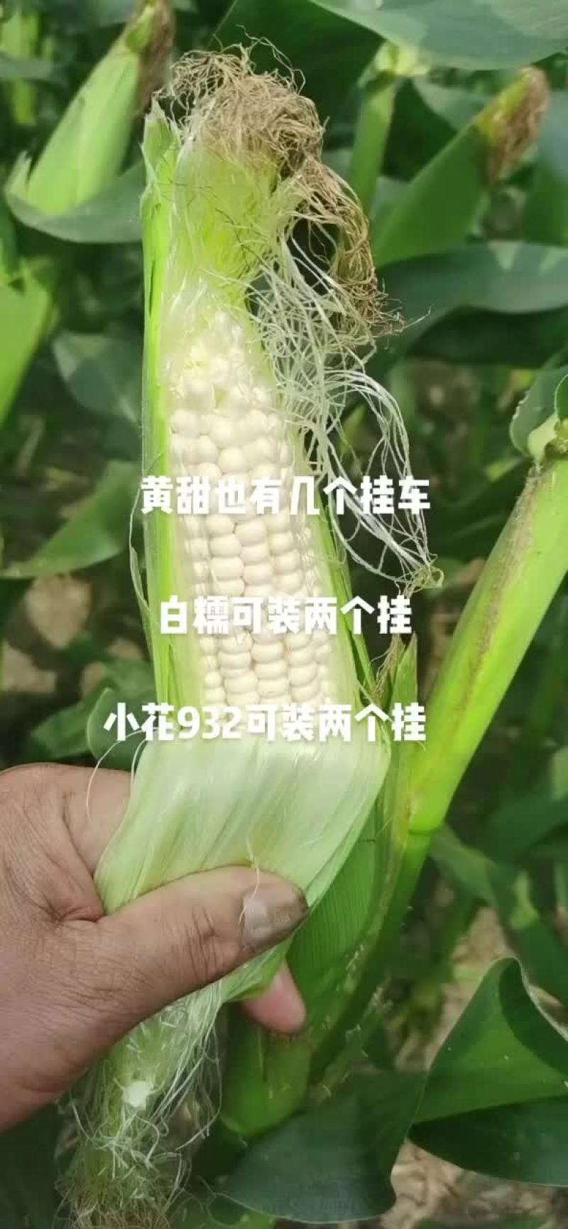 广西横州市玉米大量上市，有黄甜、白糯、花糯，大量供货