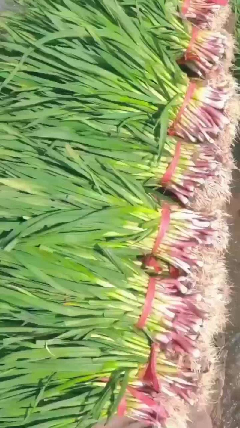 红根蒜苗