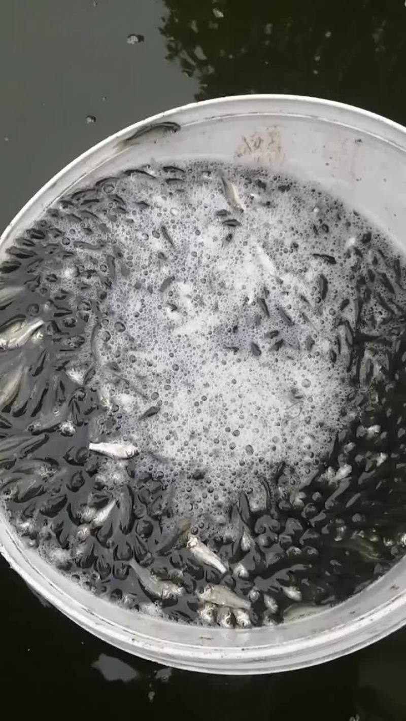 彭泽鲫鱼苗夏花