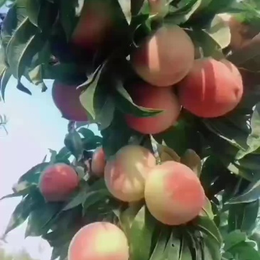 桃