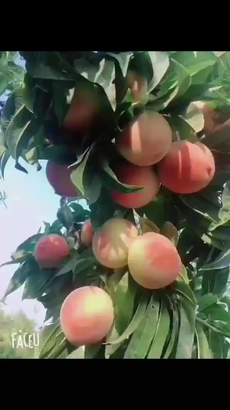 桃