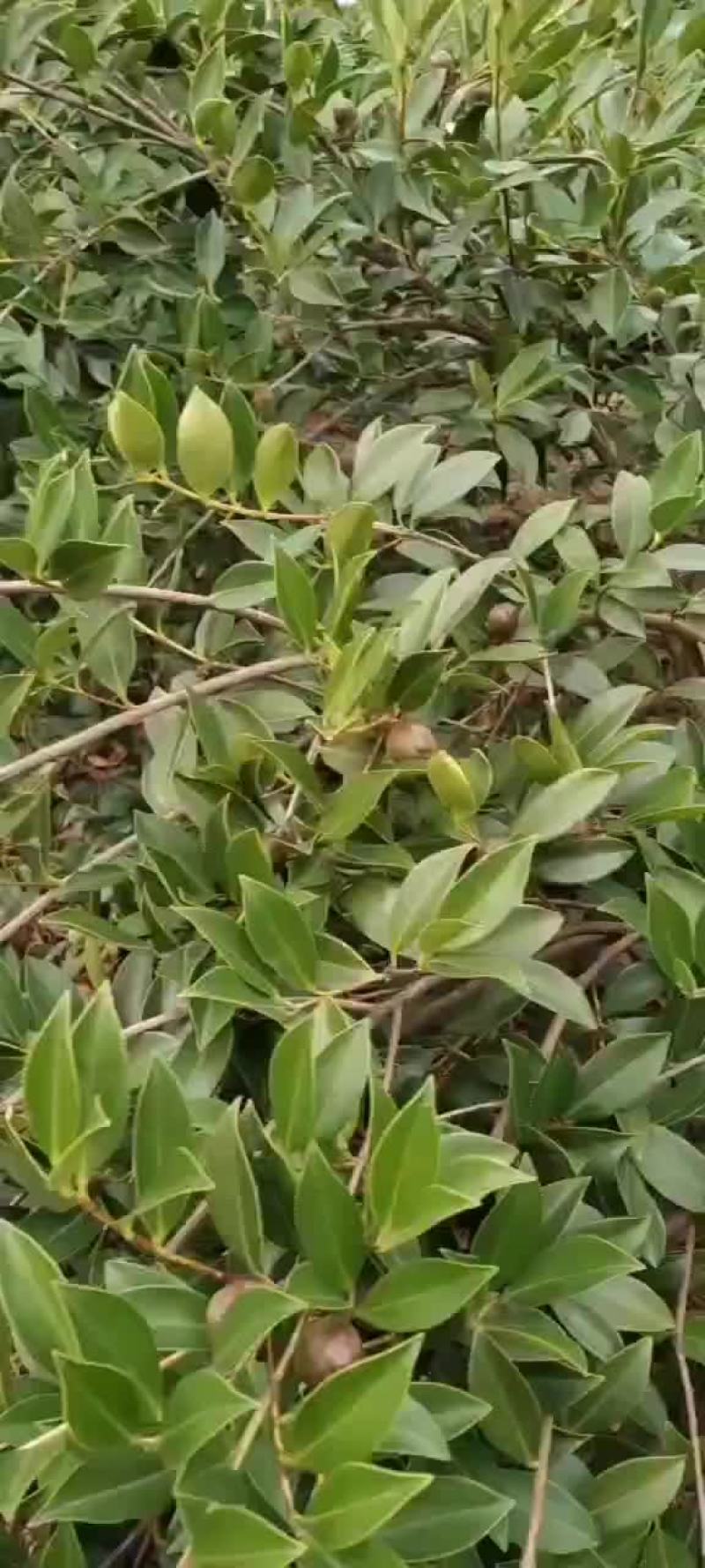 山茶油、茶籽