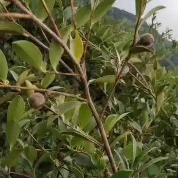 山茶油、茶籽