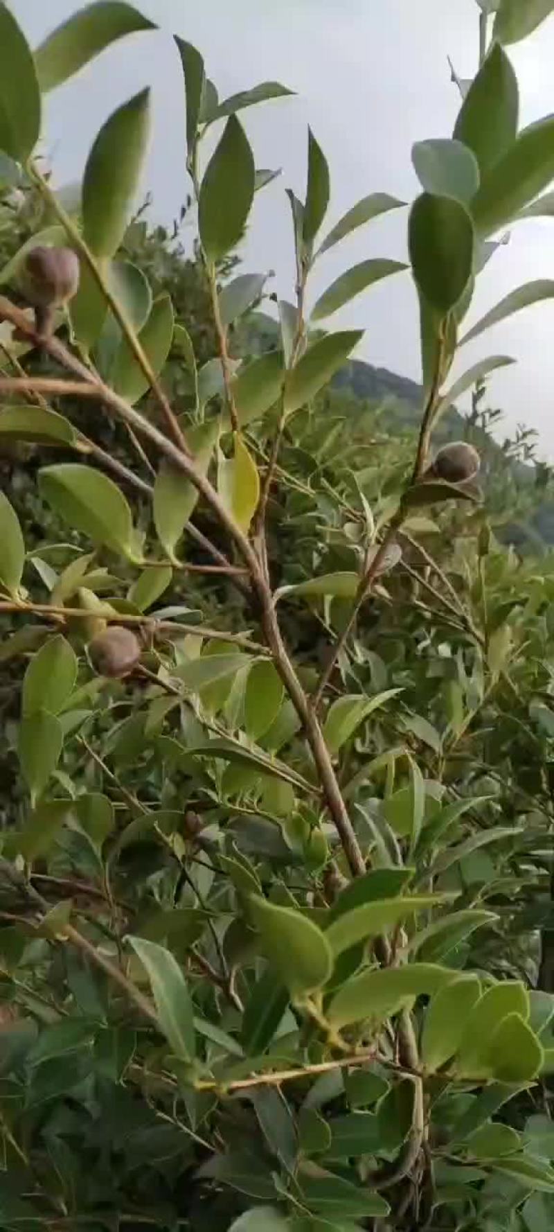 山茶油、茶籽
