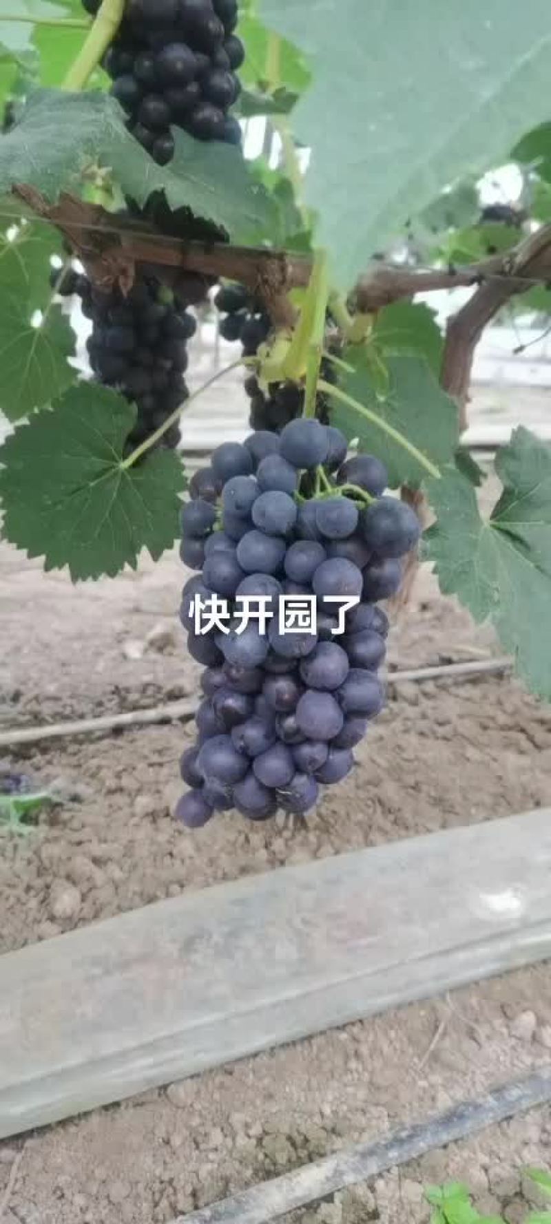 夏黑葡萄