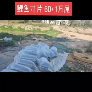 鲤鱼苗寸片