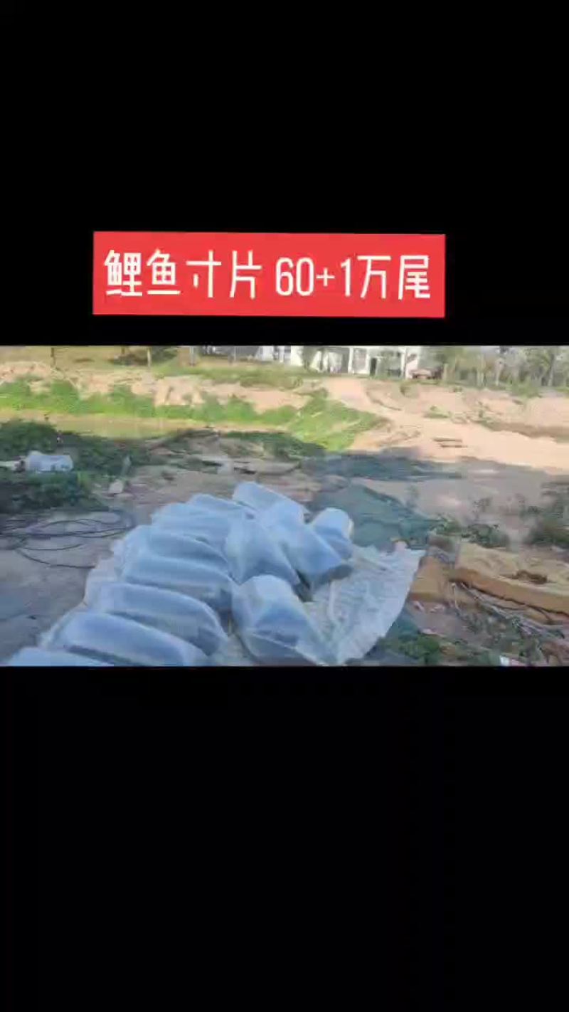 鲤鱼苗寸片