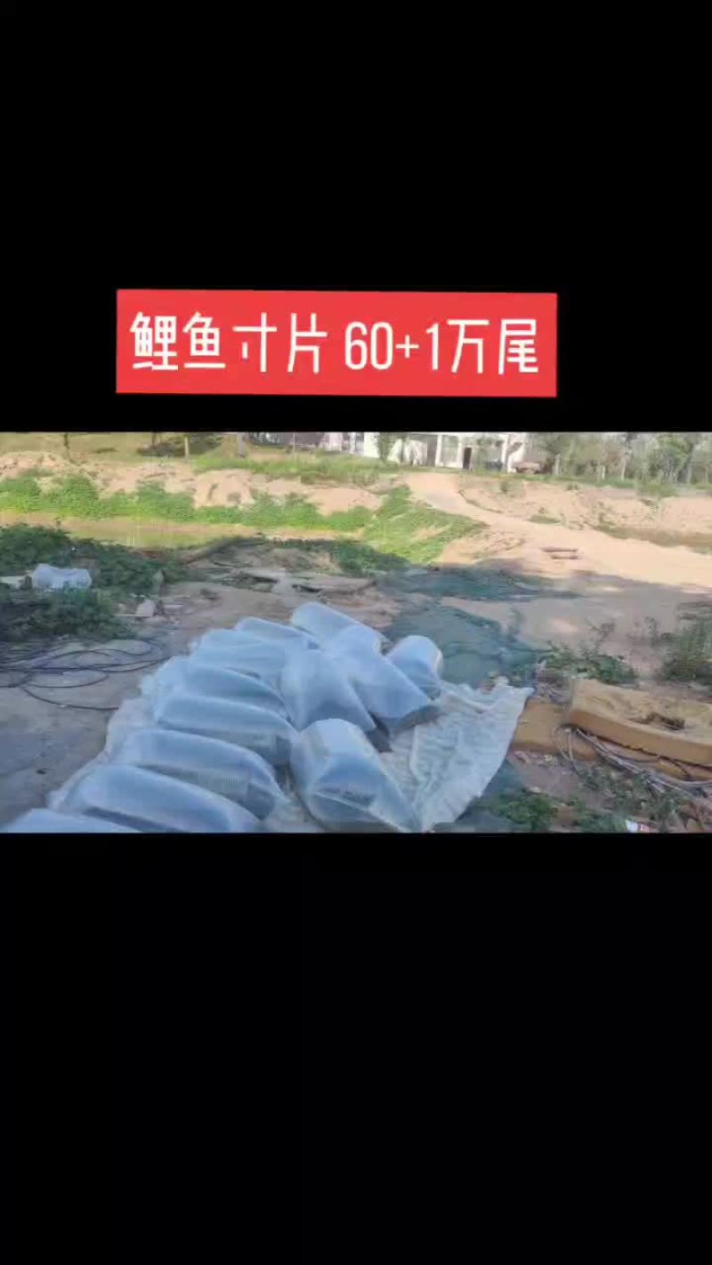 鲤鱼苗寸片