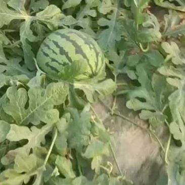 甜王