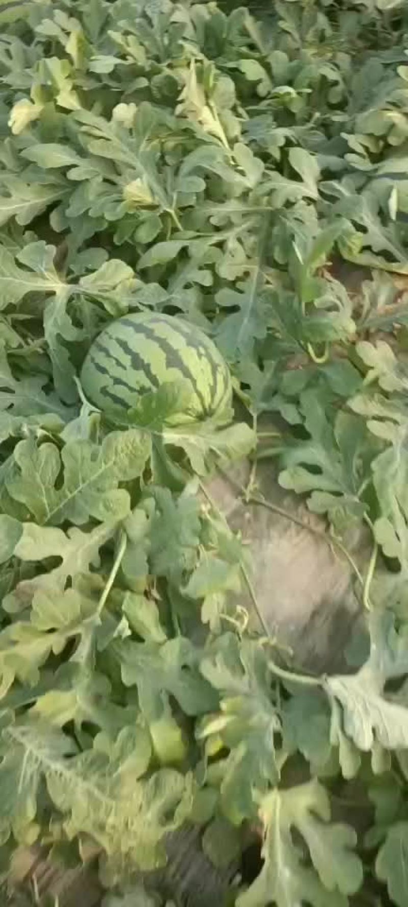 甜王