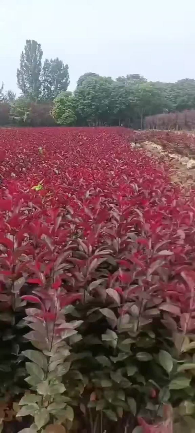 紫叶矮樱