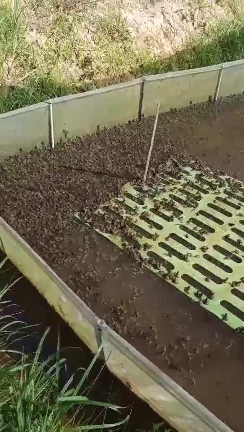 牛蛙苗