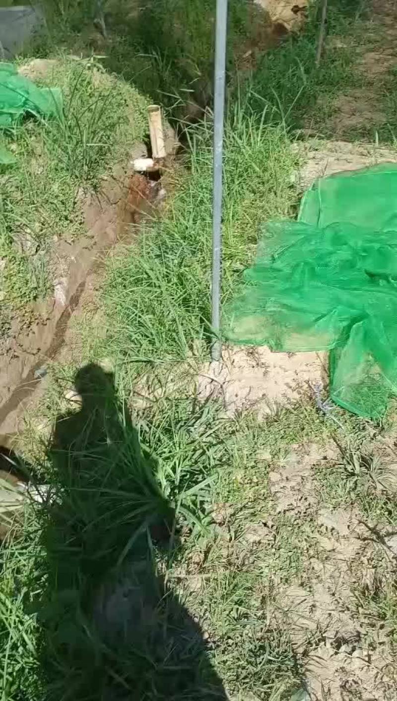 牛蛙苗