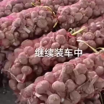 基地大蒜，质量好，货源充足，欢迎各位老板前来采购