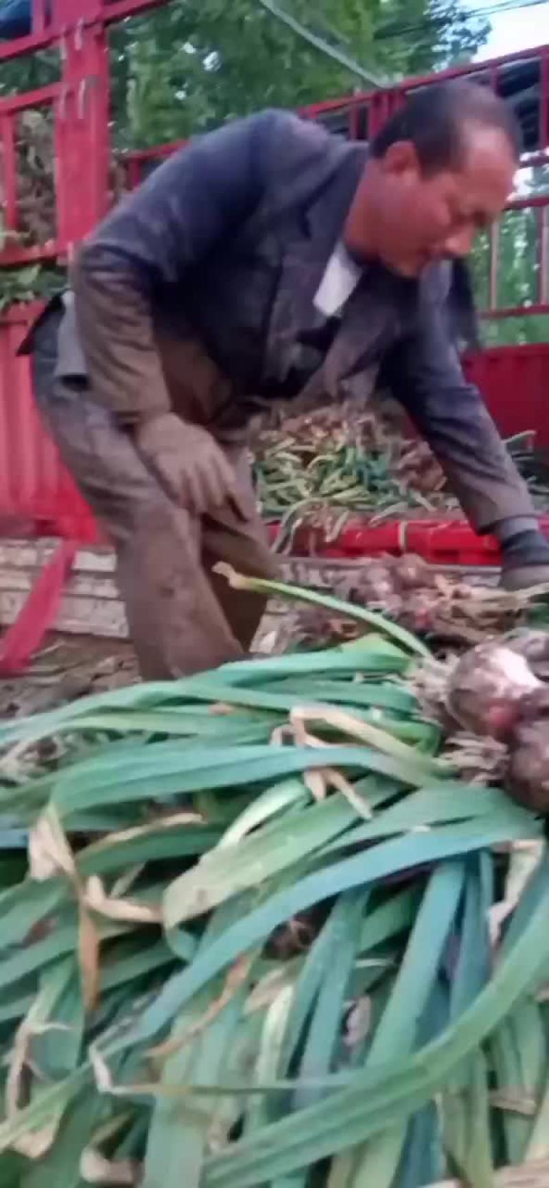 基地大蒜，质量好，货源充足，欢迎各位老板前来采购