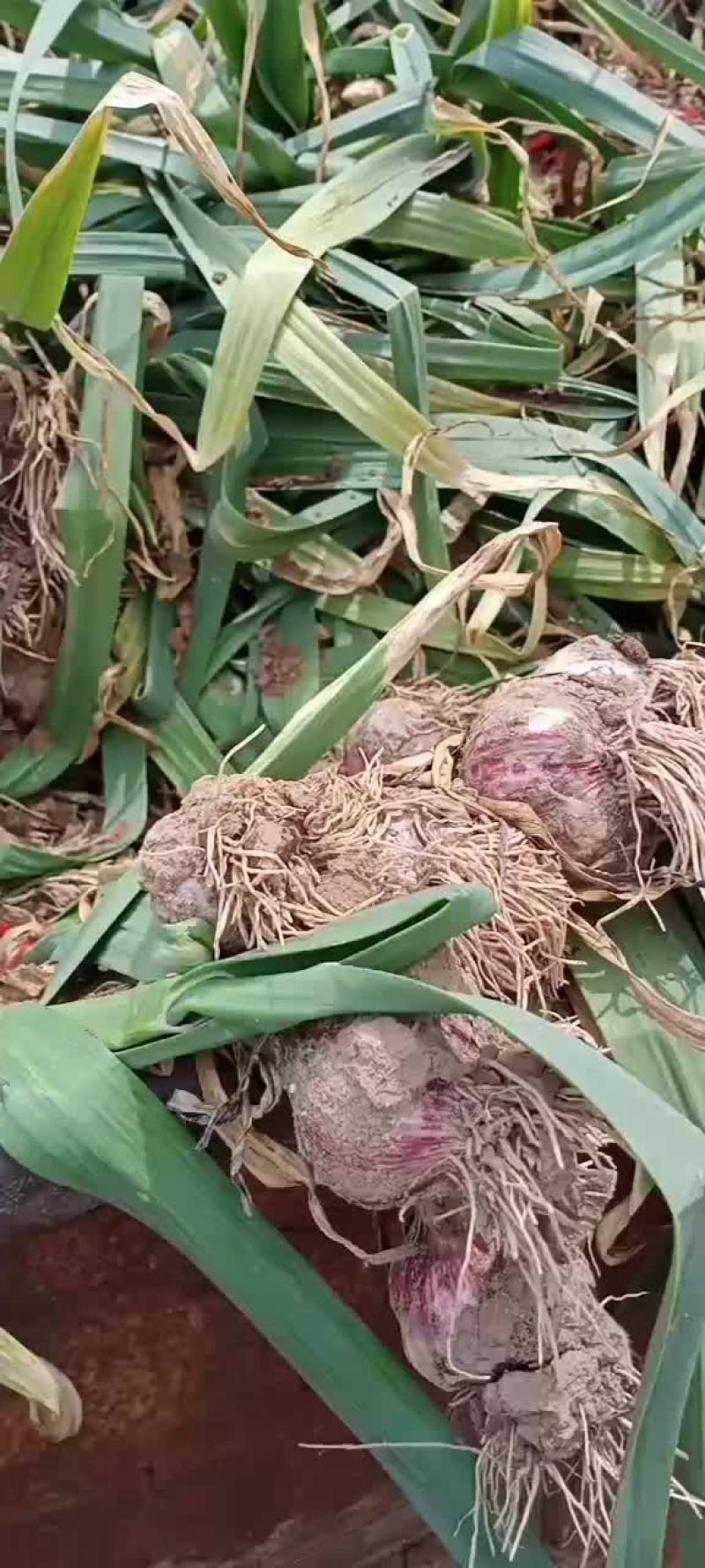 基地大蒜，质量好，货源充足，欢迎各位老板前来采购