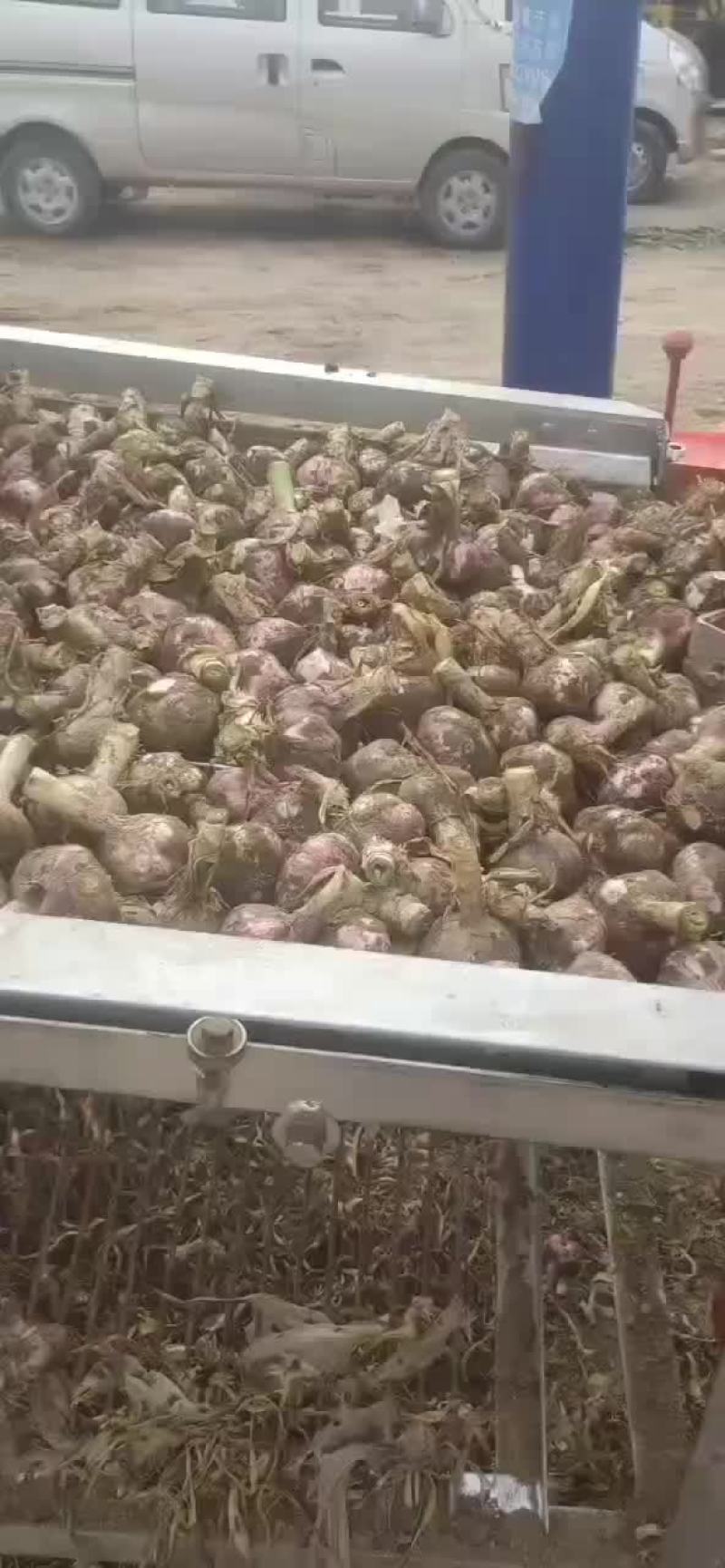 基地大蒜，质量好，货源充足，欢迎各位老板前来采购