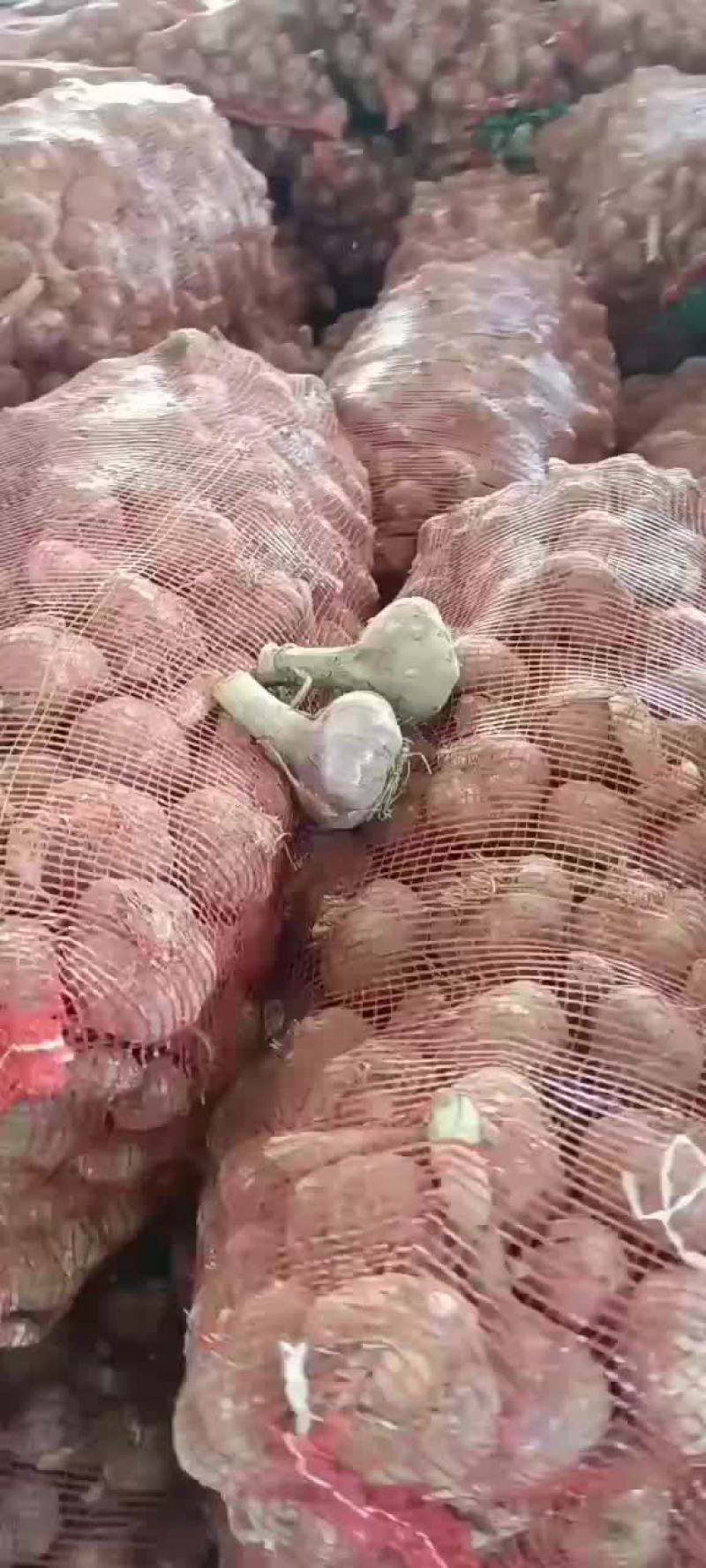 基地大蒜，质量好，货源充足，欢迎各位老板前来采购