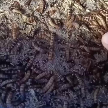 大麦虫