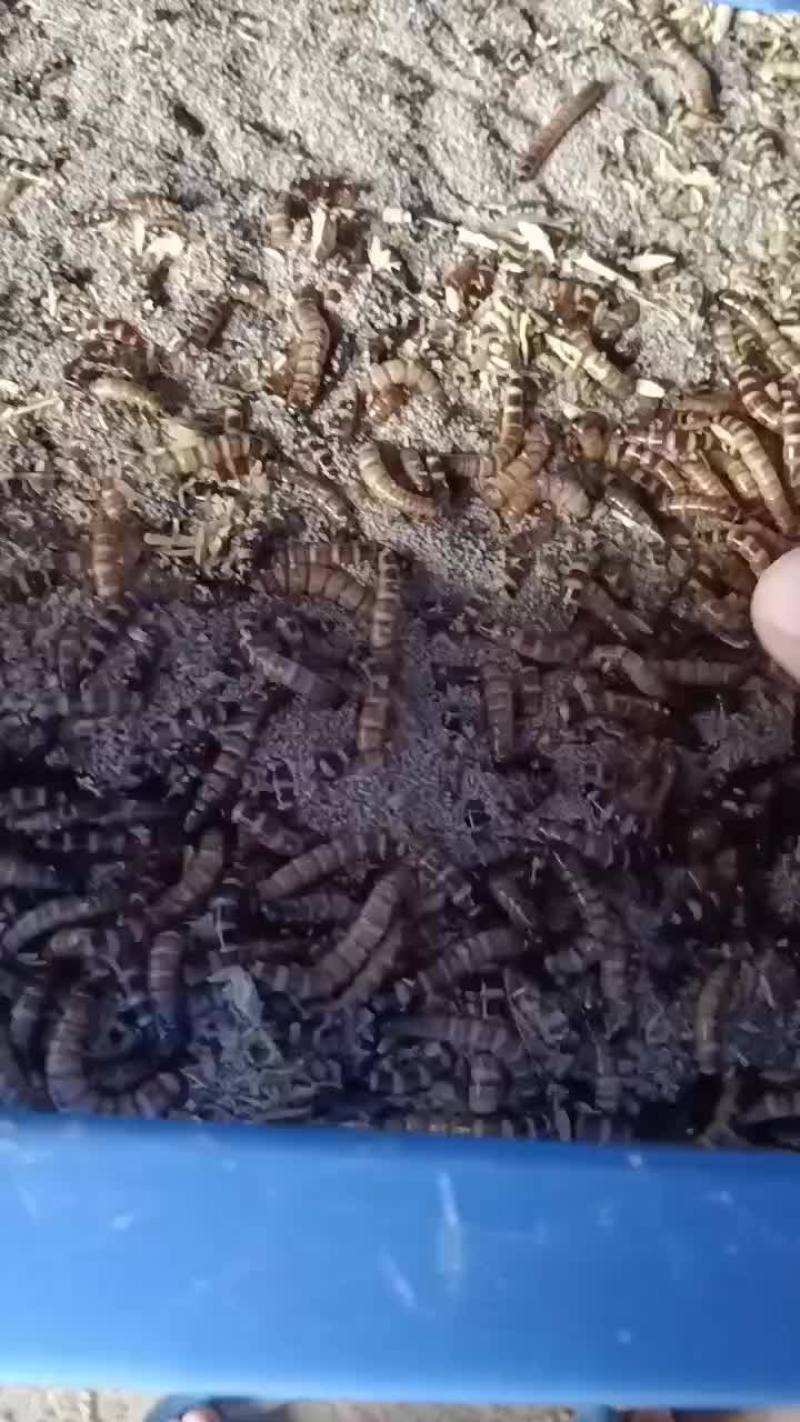 大麦虫