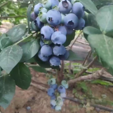 蓝莓代办，散货，包装，