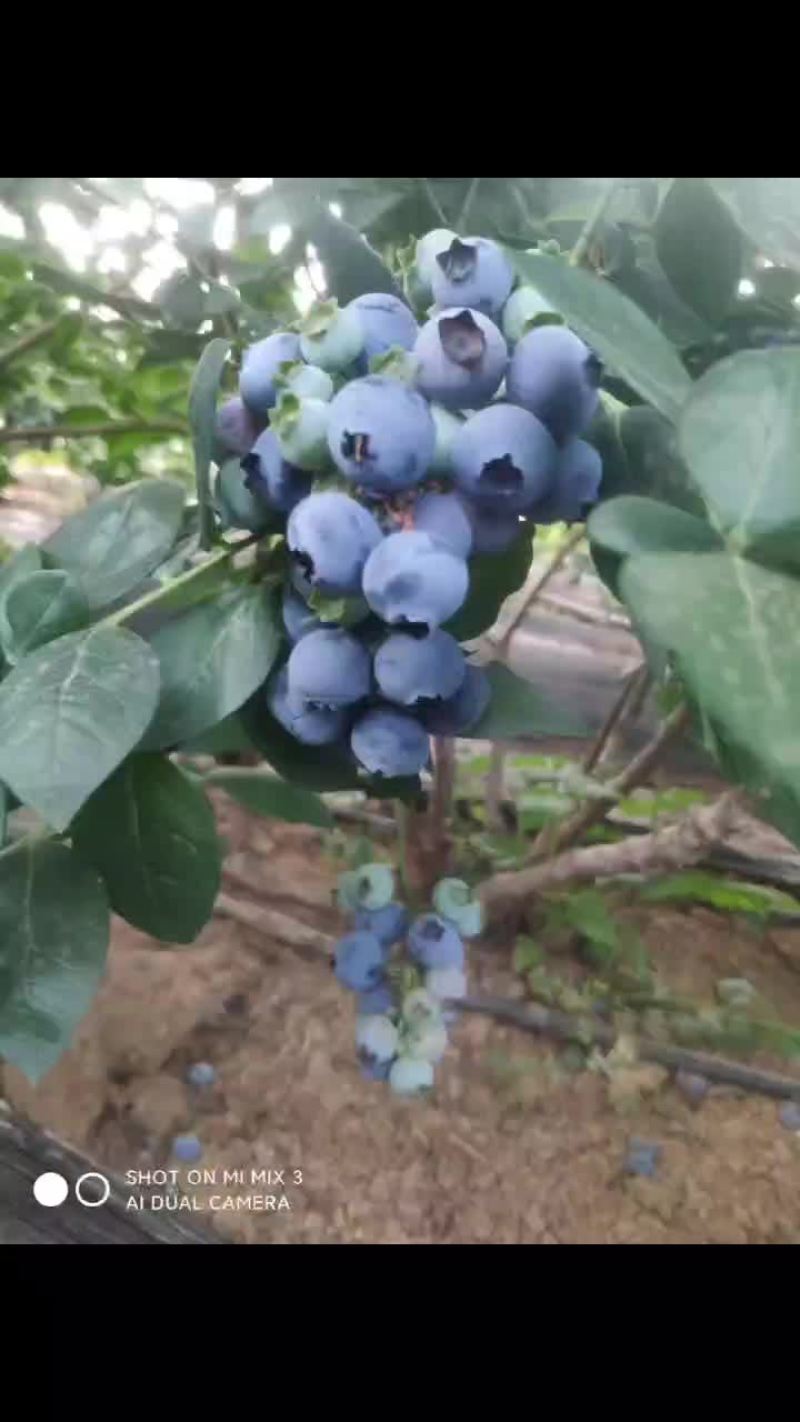 蓝莓代办，散货，包装，