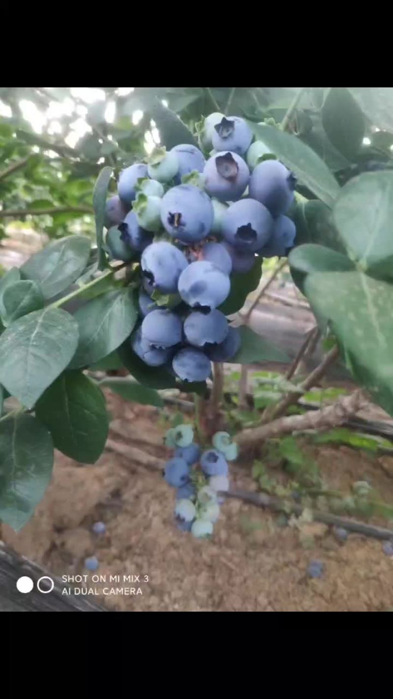 蓝莓代办，散货，包装，