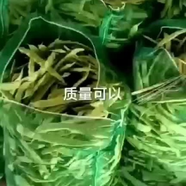 扁豆