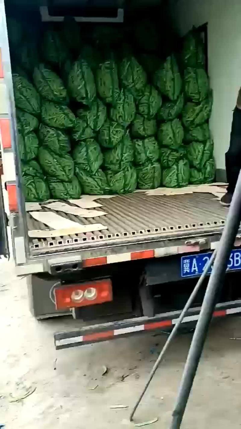 扁豆