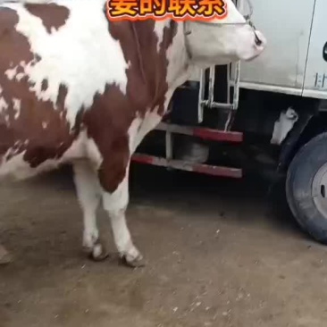 西门塔牛苗，价格合理