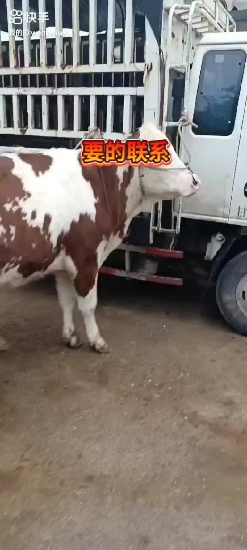 西门塔牛苗，价格合理
