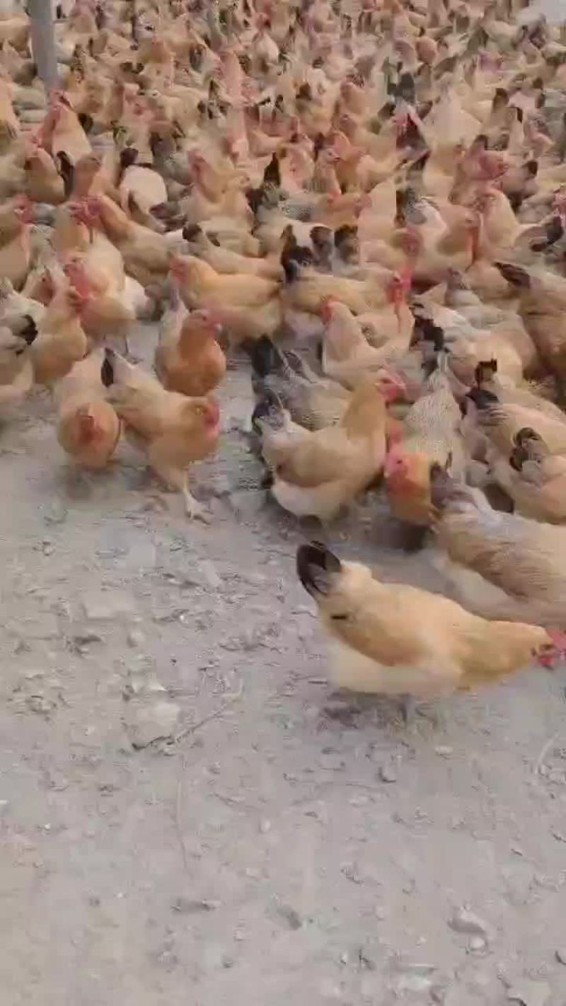 青脚老母鸡