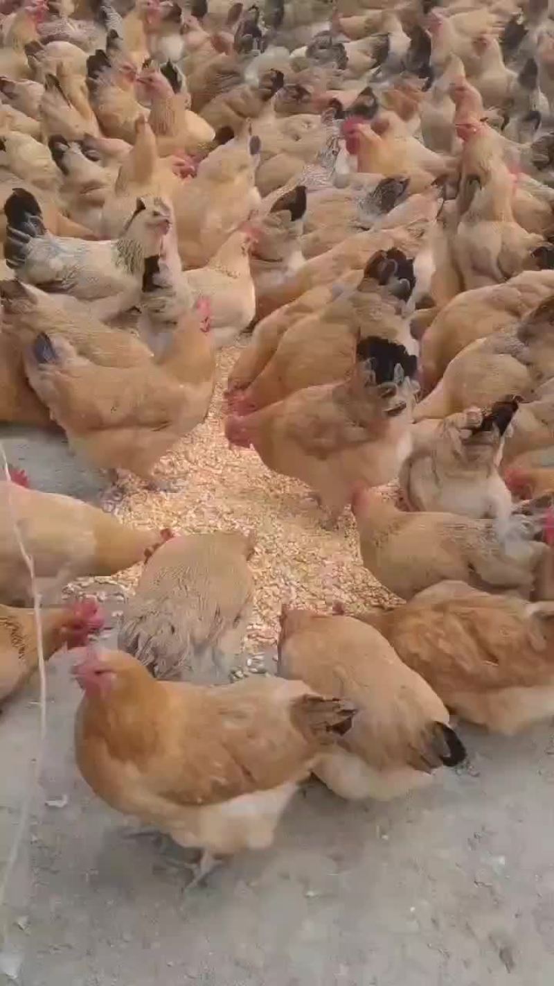 青脚老母鸡