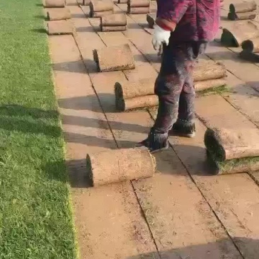 结缕草