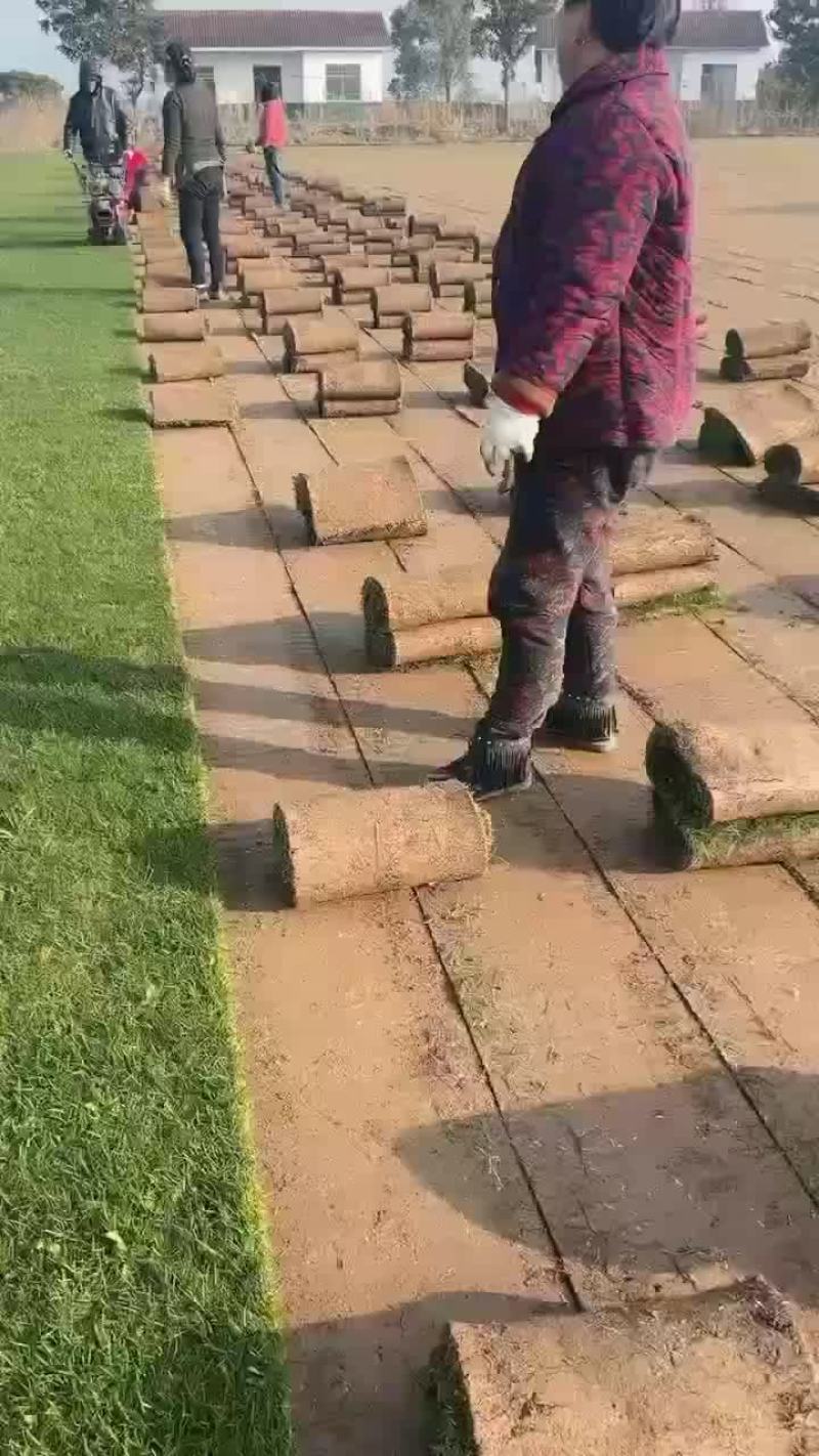 结缕草