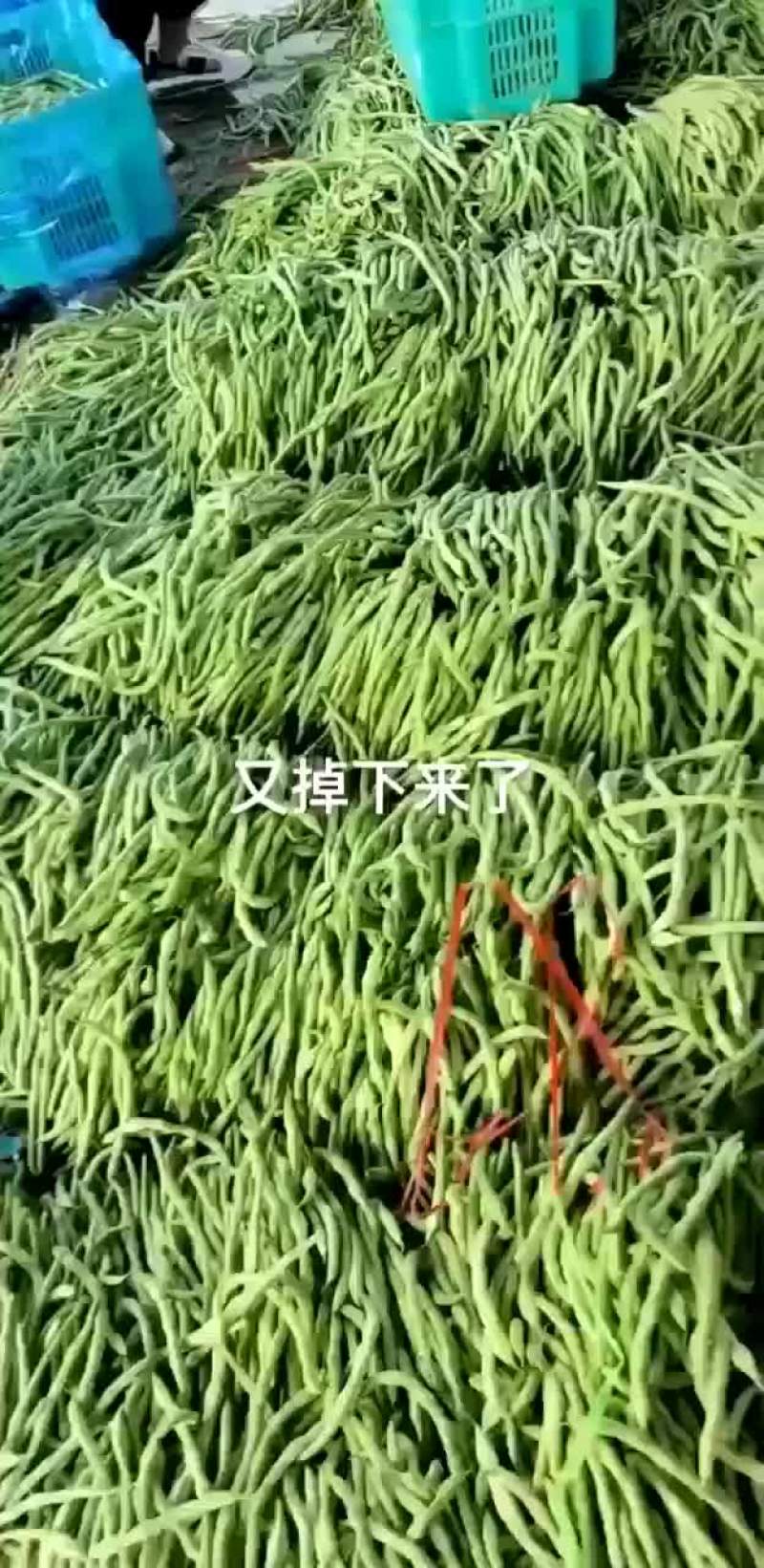 豆王