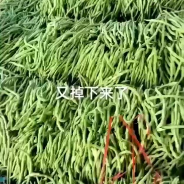 豆王