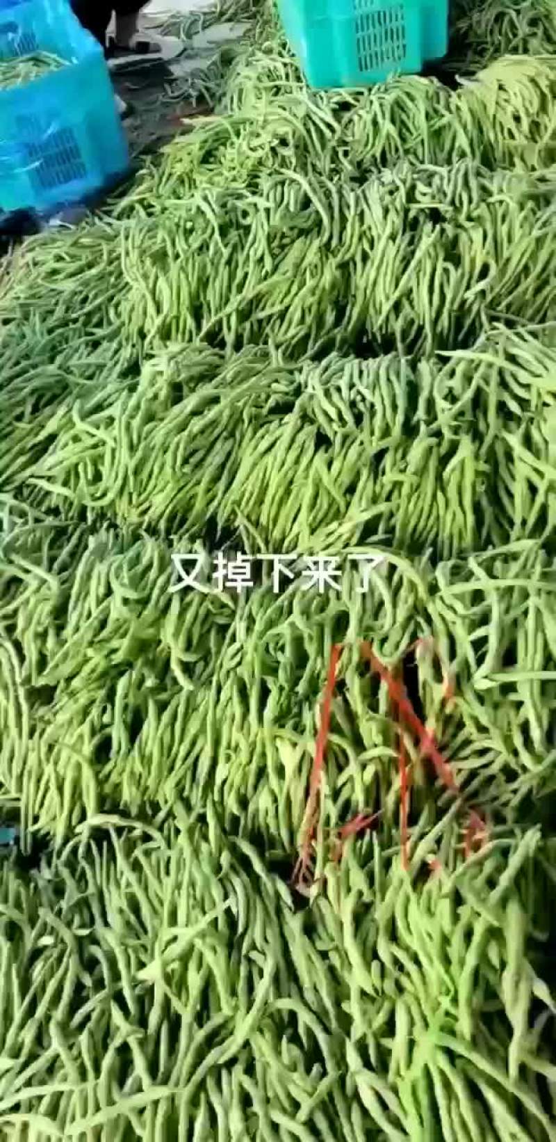 豆王