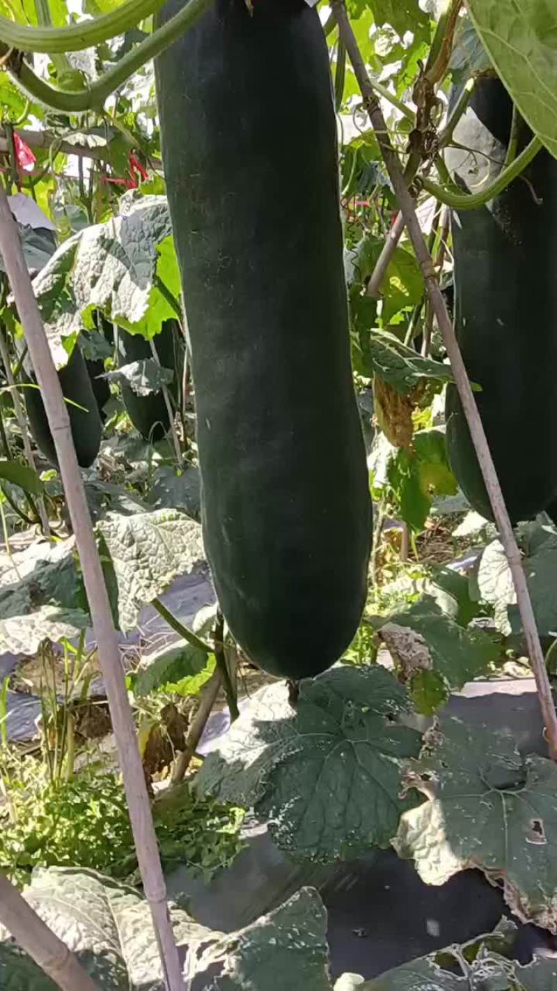 吊冬瓜