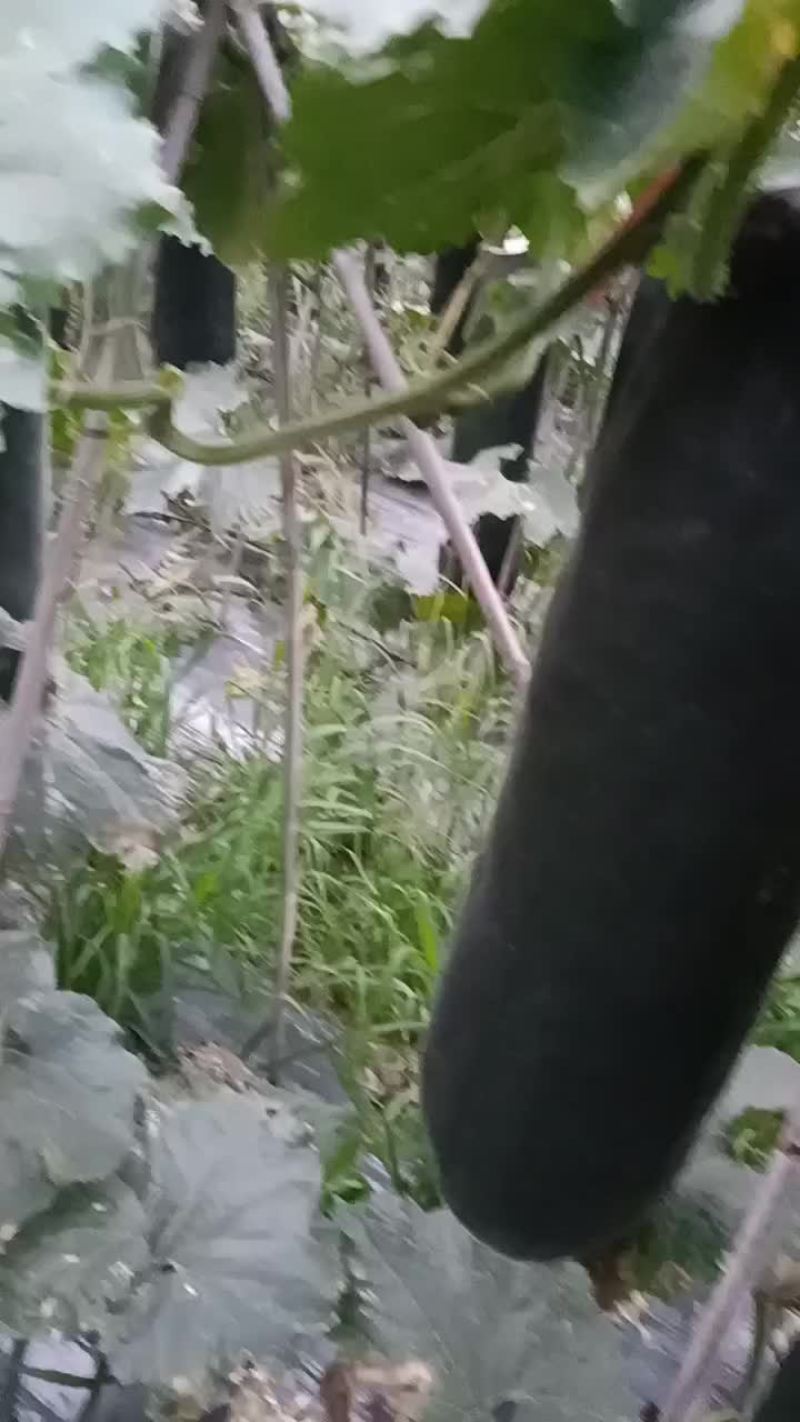 吊冬瓜