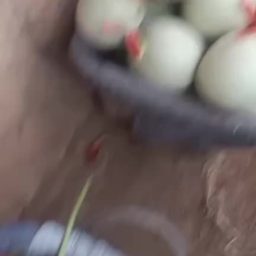 鲁厚甜网纹蜜瓜