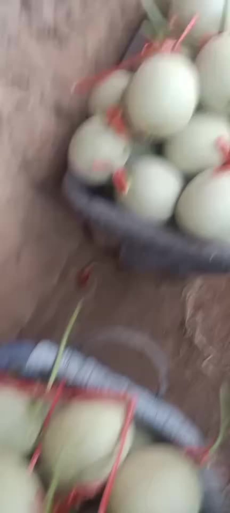 鲁厚甜网纹蜜瓜