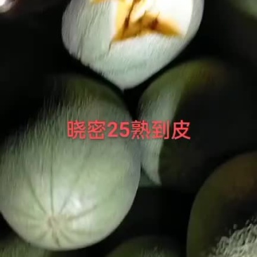 晓蜜25哈蜜瓜